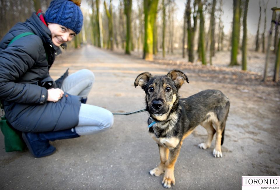 Dzięki wybiegom wolontariusze mogliby się bawić z psami w komfortowych warunkach 